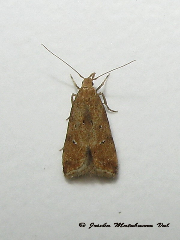 Micro da id.: Brachmia blandella - Gelechiidae